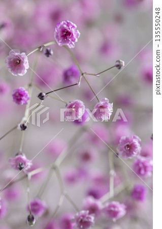 五彩斑斕的朦朧草花 五彩斑斕的朦朧草花 135550248