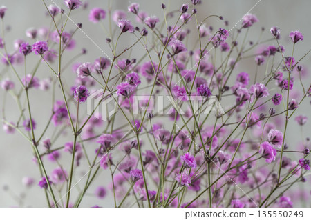 Colorful Hazy Grass flowers 135550249