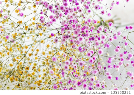 Colorful Hazy Grass flowers Colorful Hazy Grass flowers 135550251