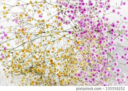 五彩斑斕的朦朧草花 135550252