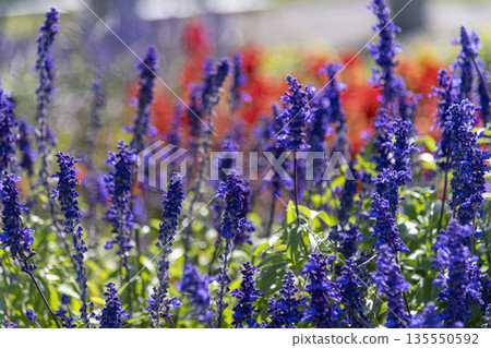 Vivid blue-purple flowers blooming in a garden in early summer 135550592