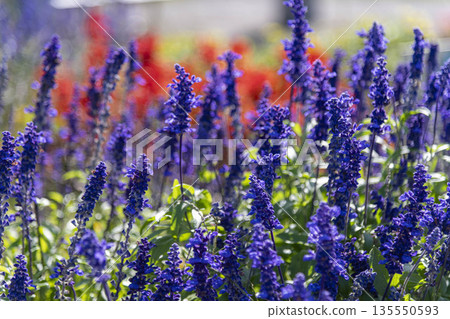 Vivid blue-purple flowers blooming in a garden in early summer Vivid blue-purple flowers blooming in a garden in early summer 135550593