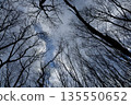 Silhouettes of trees looking up at the winter sky 135550652