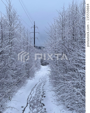 snow-covered path among snow-covered trees stretching into the distance snow-covered path among snow-covered trees stretching into the distance 135550664
