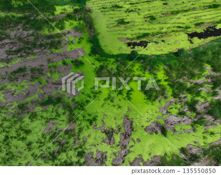 Dense green algae spreads across a shallow wetland surface, showing where natural patterns form and why seasonal bloom reveals the shifting texture and ecology of a dynamic freshwater environment. 135550850
