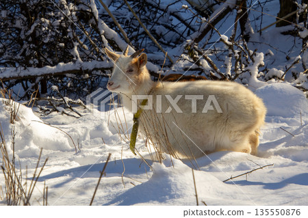 Young white female goat in the snow 135550876