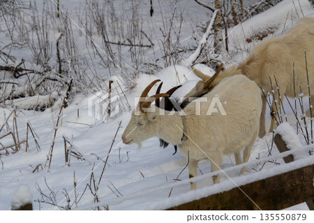 White femaile goat and black male goat in the snow White femaile goat and black male goat in the snow 135550879