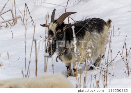 Male buck in the snow on the mountain Male buck in the snow on the mountain 135550885