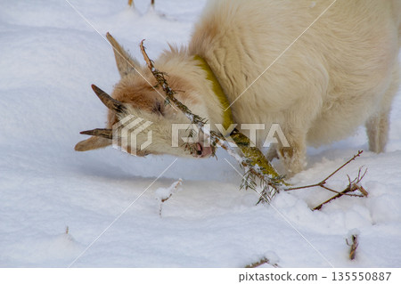 White young goat eating a pine branch in the snow-covered meadow. White young goat eating a pine branch in the snow-covered meadow. 135550887