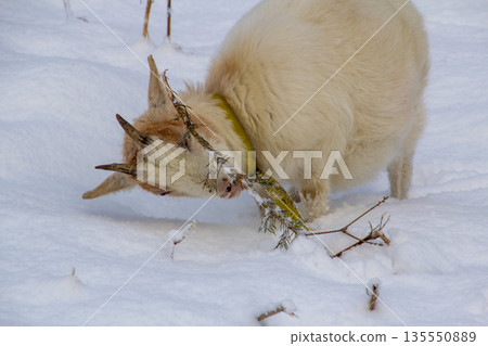 White young goat eating a pine branch in the snow-covered meadow. White young goat eating a pine branch in the snow-covered meadow. 135550889