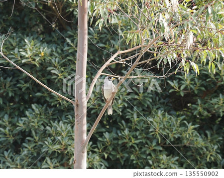 Black mask and yellow beak - No-mask Canary Shrike in Sydney Park Black mask and yellow beak - No-mask Canary Shrike in Sydney Park 135550902