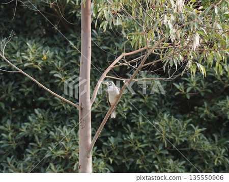 Yellow lurking deep in the branches - A maskless canary shrike in Sydney Park 135550906