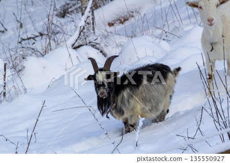 Male buck in the snow on the mountain Male buck in the snow on the mountain 135550927