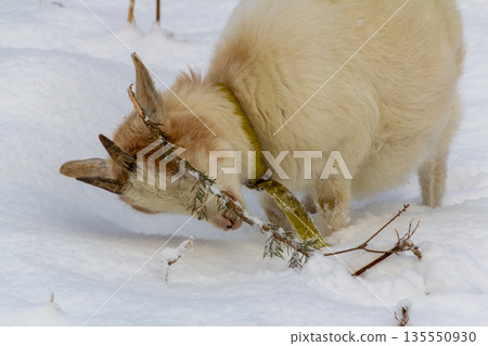 White young goat eating a pine branch in the snow-covered meadow. White young goat eating a pine branch in the snow-covered meadow. 135550930