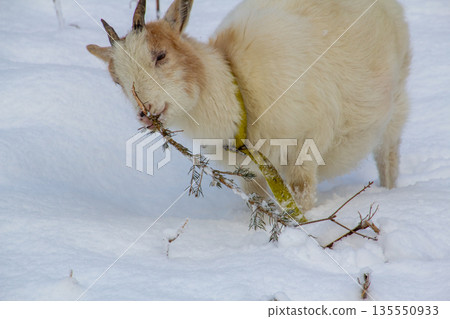 White young goat eating a pine branch in the snow-covered meadow. White young goat eating a pine branch in the snow-covered meadow. 135550933