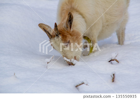 White young goat seeking for food in the snow White young goat seeking for food in the snow 135550935