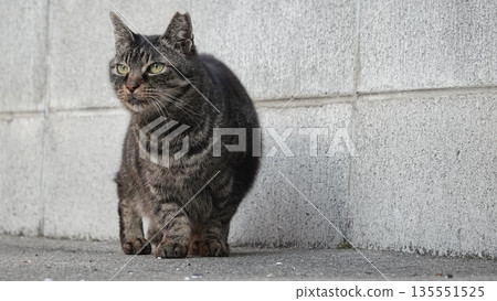 Cute stray cat Cute stray cat 135551525