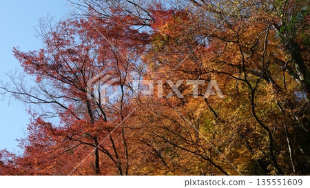 Beautiful autumn leaves Beautiful autumn leaves 135551609