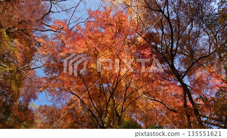 Beautiful autumn leaves Beautiful autumn leaves 135551621