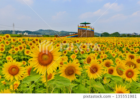 Sunflower fields in the flower park next to the Ooto Sakura Kaido in Tagawa County, Fukuoka Prefecture Sunflower fields in the flower park next to the Ooto Sakura Kaido in Tagawa County, Fukuoka Prefecture 135551981