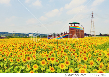 Sunflower fields in the flower park next to the Ooto Sakura Kaido in Tagawa County, Fukuoka Prefecture Sunflower fields in the flower park next to the Ooto Sakura Kaido in Tagawa County, Fukuoka Prefecture 135551982