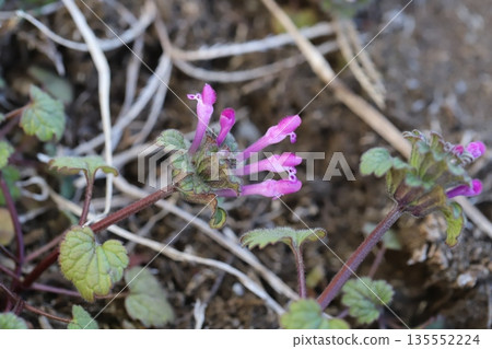 冬天，路邊盛開著粉紅色的小野芝麻花。 135552224