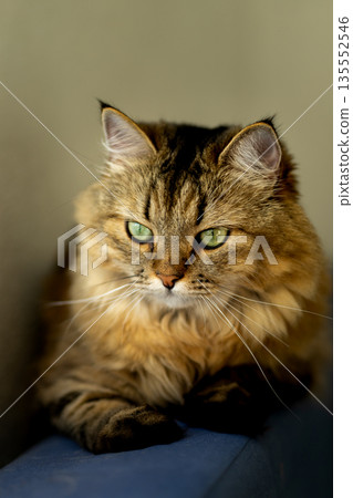 Fluffy domestic cat with green eyes on a blue sofa Fluffy domestic cat with green eyes on a blue sofa 135552546