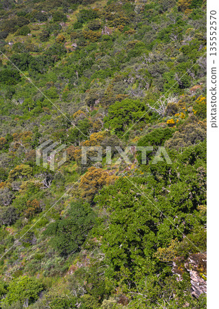 Mediterranean Forest Scrub, Spain Mediterranean Forest Scrub, Spain 135552570