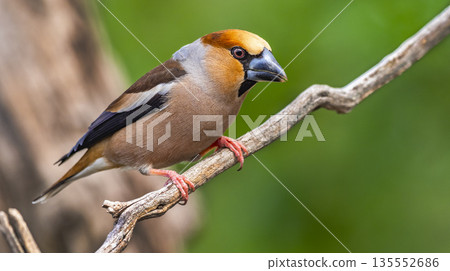 Hawfinch, Spain 135552686