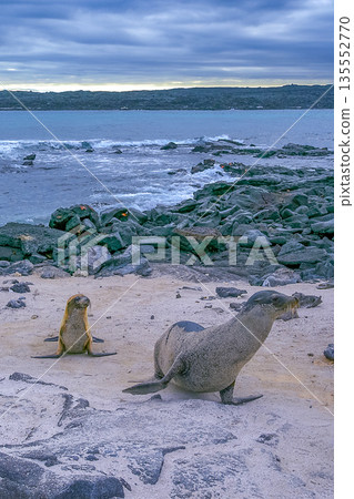 Galapagos Sea Lion, Galapagos National Park Galapagos Sea Lion, Galapagos National Park 135552770