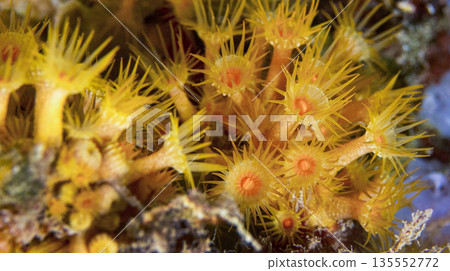 Yellow Encrusting Sea Anemone, Cabo Cope Puntas del Canegre Natural Park, Spain Yellow Encrusting Sea Anemone, Cabo Cope Puntas del Canegre Natural Park, Spain 135552772