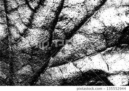 Black and White Leaf Texture with Vein Pattern Black and White Leaf Texture with Vein Pattern 135552944