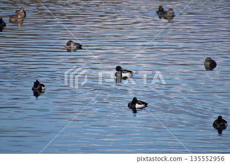 A flock of ducks swimming in the Sai River in winter 135552956