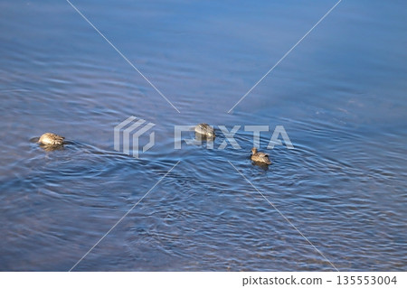 Male and female Wigeon swimming and diving in a winter river looking for fish 135553004