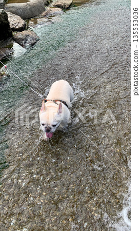 一隻法國鬥牛犬在河裡玩耍 135553036