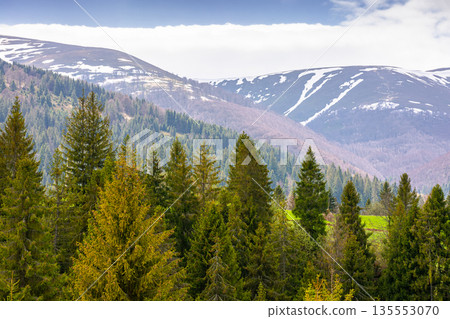 coniferous forest of carpathian mountain landscape in spring. lush green nature environment with cloudy sky. view of snow peaks. remote place for outdoor adventures. concept for wellness and escape 135553070