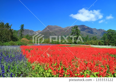 [Oita Prefecture] Sunny Kuju Flower Park (Miharashi Hill Salvia) 135553122