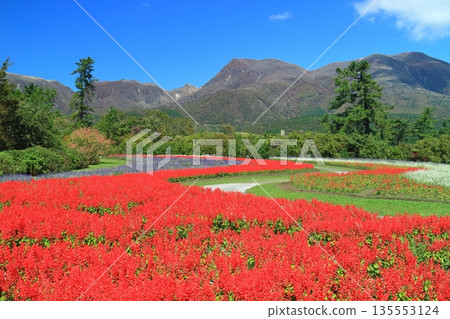 [Oita Prefecture] Sunny Kuju Flower Park (Celosia on the Hill of the Breeze) 135553124