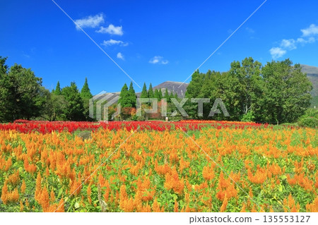 [大分縣]陽光九重花卉公園（微風山上的雞冠花） 135553127