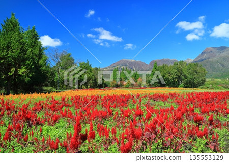 [Oita Prefecture] Sunny Kuju Flower Park (Celosia on the Hill of the Breeze) 135553129