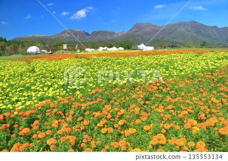 [大分縣]好天氣的九重花卉公園（高原的五彩金盞花） 135553134