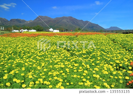 [大分縣]好天氣的九重花卉公園（高原的五彩金盞花） 135553135
