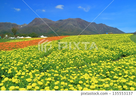 [Oita Prefecture] Kuju Flower Park in fine weather (colorful marigolds of the plateau) 135553137
