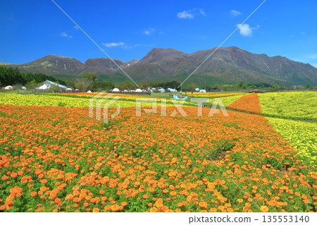 [Oita Prefecture] Kuju Flower Park in fine weather (colorful marigolds of the plateau) 135553140