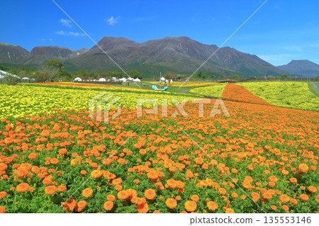 [Oita Prefecture] Kuju Flower Park in fine weather (colorful marigolds of the plateau) 135553146