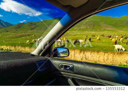 Flock of sheep grazing on green hills under blue sky in Kyrgyzstan, view from inside the car 135553312