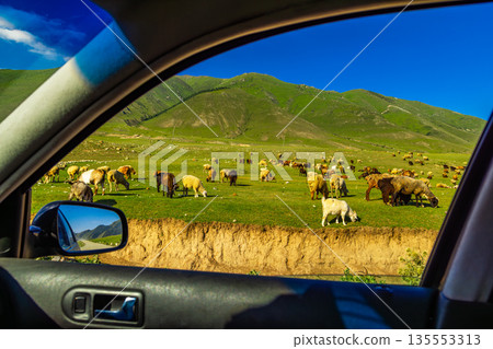 Flock of free-range sheep grazing on green hillside in Kyrgyzstan, view from inside the car Flock of free-range sheep grazing on green hillside in Kyrgyzstan, view from inside the car 135553313