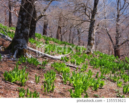 Tanzawa, Hinokihoramaru Beech Forest 135553621