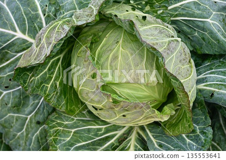 Cabbage growing in the field Cabbage growing in the field 135553641