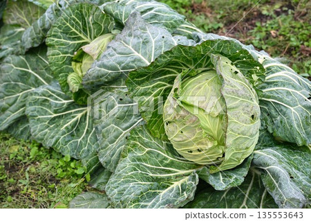 Cabbage growing in the field Cabbage growing in the field 135553643